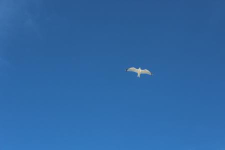 海鸥, 蓝色, 天空, 自然, 背景, 鸟, 动物