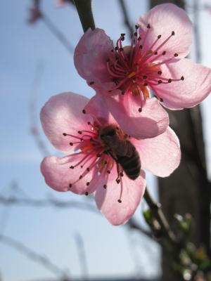 春天, 花, 树, 分公司, 开花, 粉色, 树的树枝