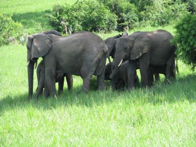 大象, 动物, 哺乳动物, 野生动物, 野生动物园, 非洲, 动物园
