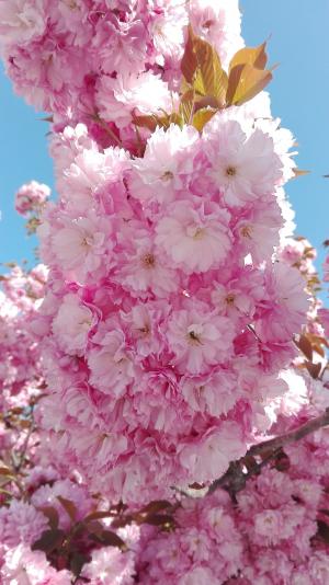 樱花, 烟台, 花, 晚春, 粉红色的花, 中国