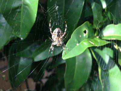 蜘蛛, 蜘蛛网, 蛛形纲动物, 自然, 昆虫