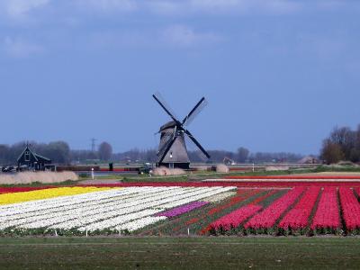 磨机, 景观, 荷兰, 春天, 郁金香, 荷兰风景