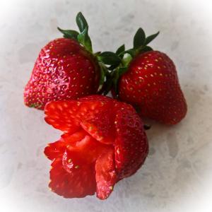 草莓, 草莓玫瑰, 水果, 水果, 红色, 美味, 成熟
