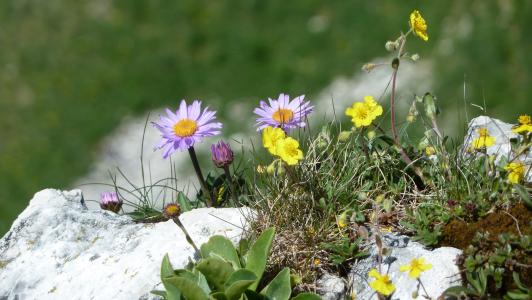 花, 春天, 高山上的花儿, 岩石, 边坡, 草甸, 山
