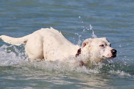 狗, 海, 游泳, 跳转, 海洋, 水, 海滩