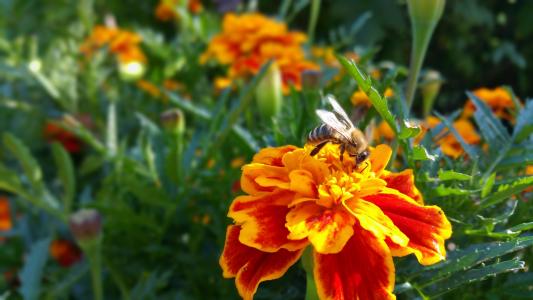 花, 蜜蜂, 自然