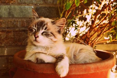 在花盆里睡着了的小猫, 美丽猫睡着了, 宠物的肖像, 可爱, 毛茸茸, 甜, 可爱的