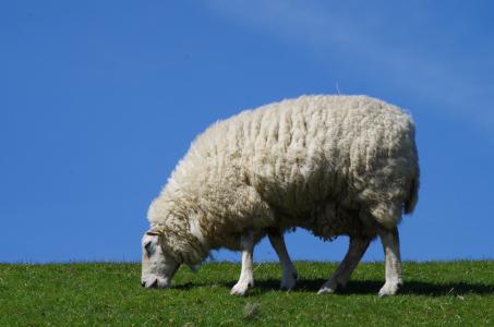 羊, 羊毛, 动物, 牲畜, 绵羊的毛, 堤防, 草