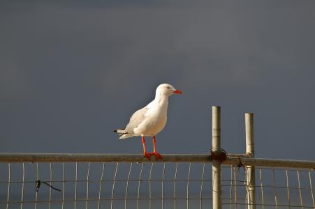 银色海鸥, 海鸟, 栖息, 白色, 红脚, 栅栏, 天空