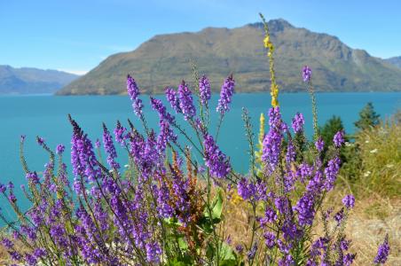 卡湖, 新西兰, 湖, 自然, 景观, 环境, 紫色