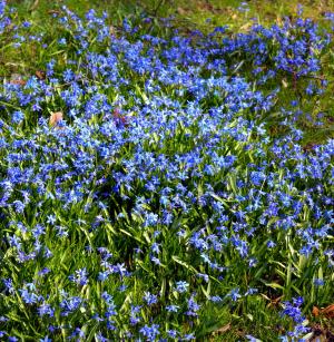 蓝星, 西伯利亚 blaustern, 花, 关闭, 自然, 蓝色, 花