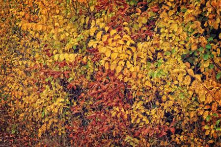 秋天, 五颜六色的树叶, 秋天的颜色, 叶子, 秋天的落叶, 出现