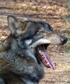 狼, 野生动物, 捕食者, 食肉动物, 动物世界, 野生动物摄影, 濒临灭绝