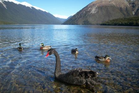 新西兰, 景观, 山, 天鹅, 别紧张, 装载, 自然