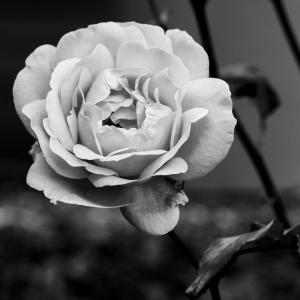 玫瑰, 花, 花朵, 绽放, 绽放, 黑色和白色, 植物
