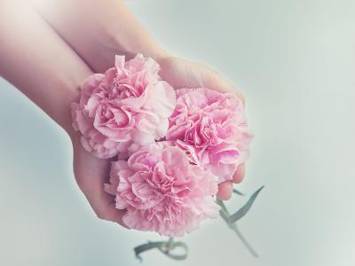丁香, 花, 粉色, 粉红色的康乃馨, 三, schnittblume, 手