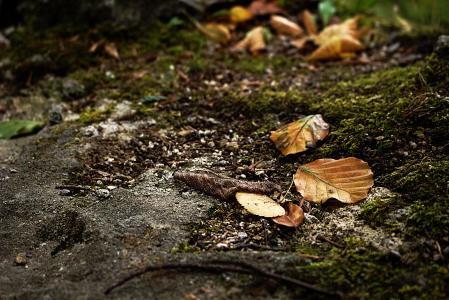 叶子, 秋天, 森林, 森林的地面, 山毛榉木, 山毛榉的叶子