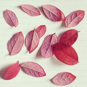 红叶, 秋天, 纸张