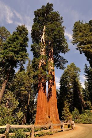 红杉资本, 美国, 国家公园, 红色, 加利福尼亚州, 树, 部落
