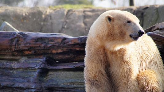 北极熊, 动物, 野生, 动物园, 春天, 自然, 野生动物