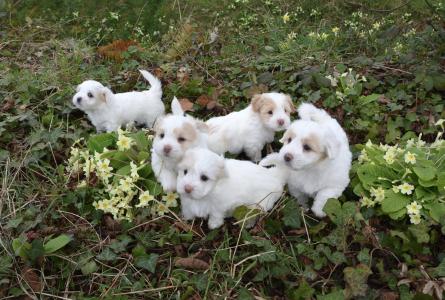 狗, 小狗, 白色, 动物, 珀蒂, 白色的皮毛, 动物