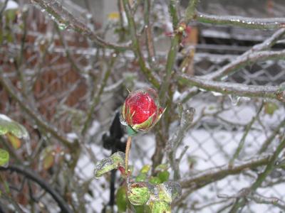 冰玫瑰, 上升, 弗罗斯特, 感冒, 雪, 冰, 冬天