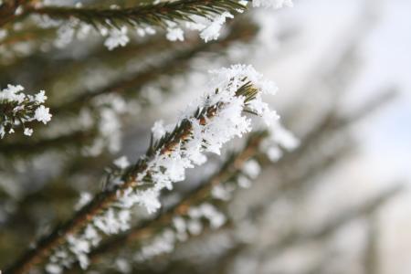 树, 弗罗斯特, 冬天, 冬天的树, 赛季, 圣诞节, 感冒