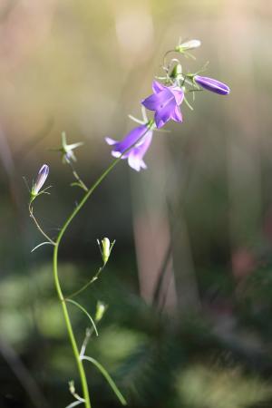风铃草, 野生花卉, 夏季, 花, 娇小风铃, 植物区系, 蓝色紫色