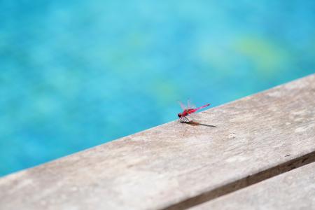 蜻蜓, 游泳池, 昆虫, 水, 动物, 夏季