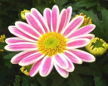 花园菊花, 盆栽植物, 粉色, 白色, 花, 绽放, 开花