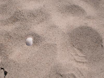 壳, 海滩, 沙子, 假日