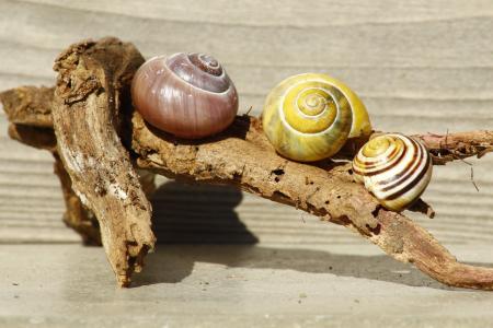 蜗牛, 壳, 木材, 自然, 慢慢地, 蜗牛壳, 分公司