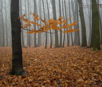 雾, 森林, 自然, 树, 冬天, 叶子, 天空