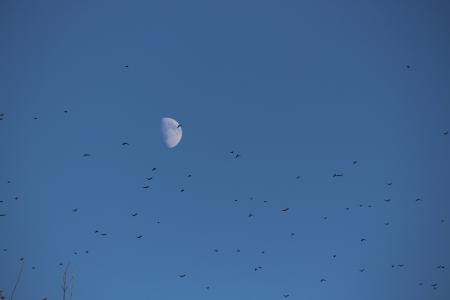 月亮, 鸟类, 羊群, 天空, 白天, 下午, 减弱