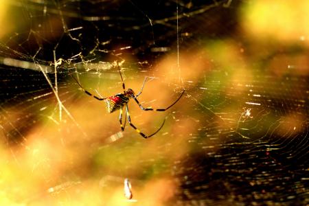 蜘蛛, 红色, 黄色, web, 太阳, 自然, 蛛形纲动物