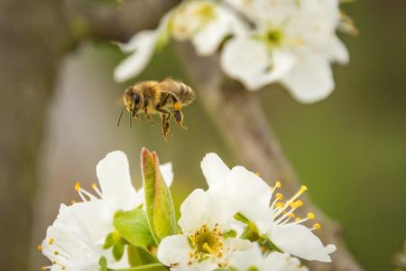 蜜蜂, 蜂蜜蜂, 开花, 绽放, 昆虫, api, 动物