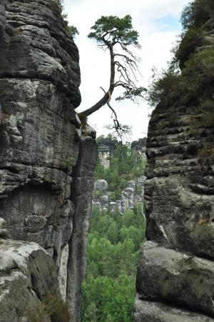 撒克逊瑞士, 树, 单独地, 石头, 悬崖, 国家公园