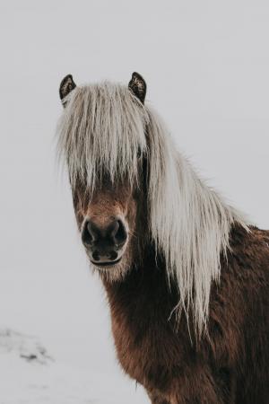 马, 动物, 棕色, 白色, 雪, 冬天, 感冒