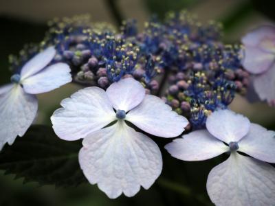 绣球花, 绣球花, 花, 植物, 蓝色, 蓝色的花朵, 自然