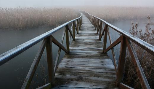 雾, 森林, 时装表演, 桥梁, 栏杆, 桥-男人作结构, 自然