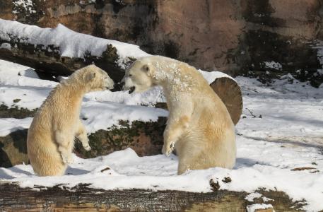 北极熊, 蒂尔加滕, 纽伦堡, 年轻的动物, 捕食者, 危险, 冬天