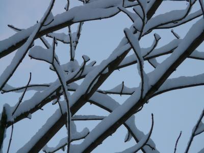 分公司, 分支机构, 树, 白雪皑皑, 冬天, 雪, 感冒