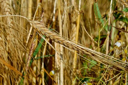 谷物, 黑麦, 耳朵, 滋补黑麦, 粮食, 黑麦领域, 农业