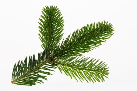 nordmann 冷杉, 冷杉, 圣诞节, 分公司, 圣诞树, 装饰, 冷杉绿色