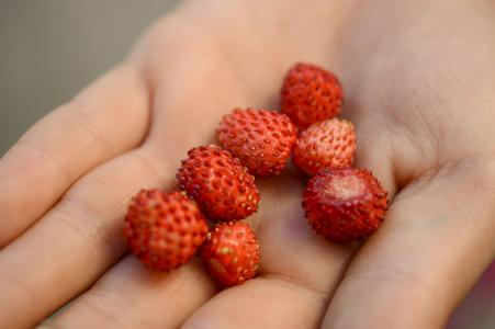 野草莓, 执行, 保健, 手, 夏季, 浆果, 红色
