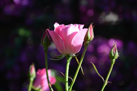 冰山, 粉红玫瑰, 花蕾, 春天