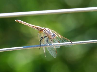 蜻蜓, 电缆, 电线, 透明翅膀