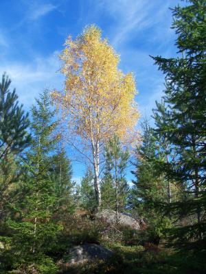 桦木, 森林, 瑞典, 秋天, 秋天的心情