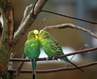 budgerigars, 双, 绿鸟, 小鹦鹉, 鸟类, 亲情, 在一起