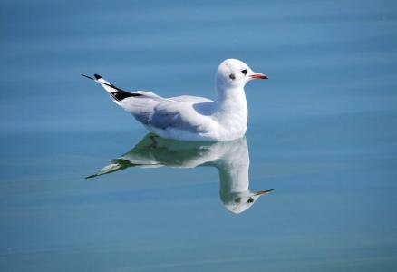 海鸥, 鸟, 自然, 动物, 动物世界, 水禽, 康斯坦茨湖
